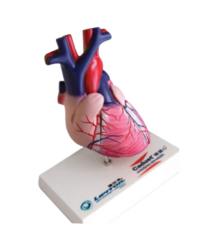 Modello anatomico – art. KM012S