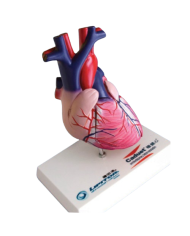 Modello anatomico – art. KM012S