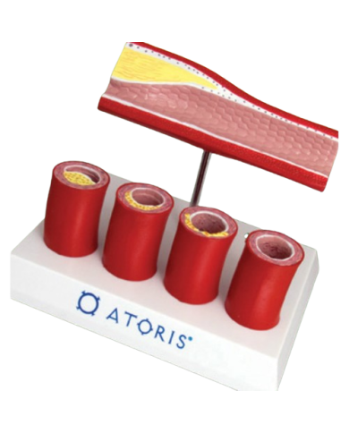 Modello anatomico – art. KM015S