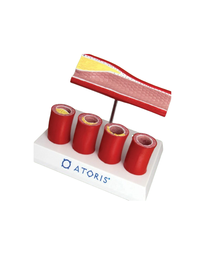 Modello anatomico – art. KM015S