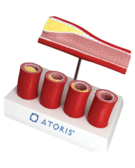 Modello anatomico – art. KM015S