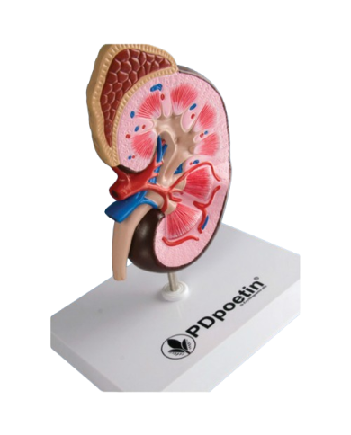 Modello anatomico – art. KM019S