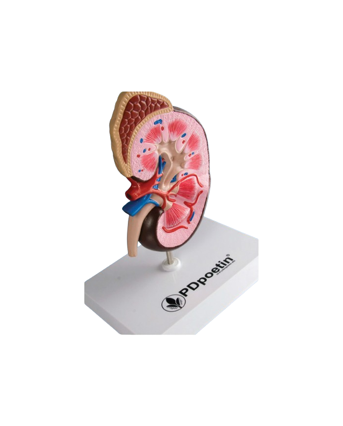 Modello anatomico – art. KM019S