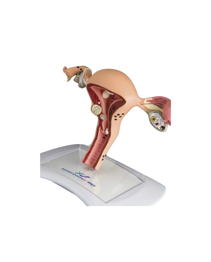 Modello anatomico – art. KM031C