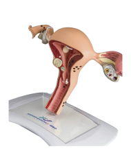 Modello anatomico – art. KM031C