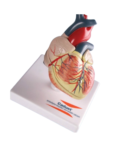 Modello anatomico – art. KM033S