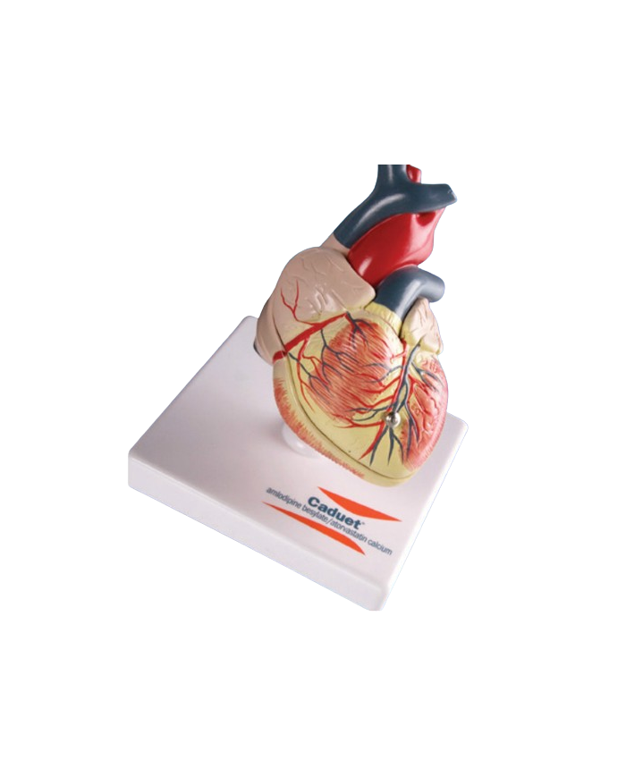 Modello anatomico – art. KM033S