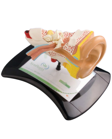 Modello anatomico – art. KM049A