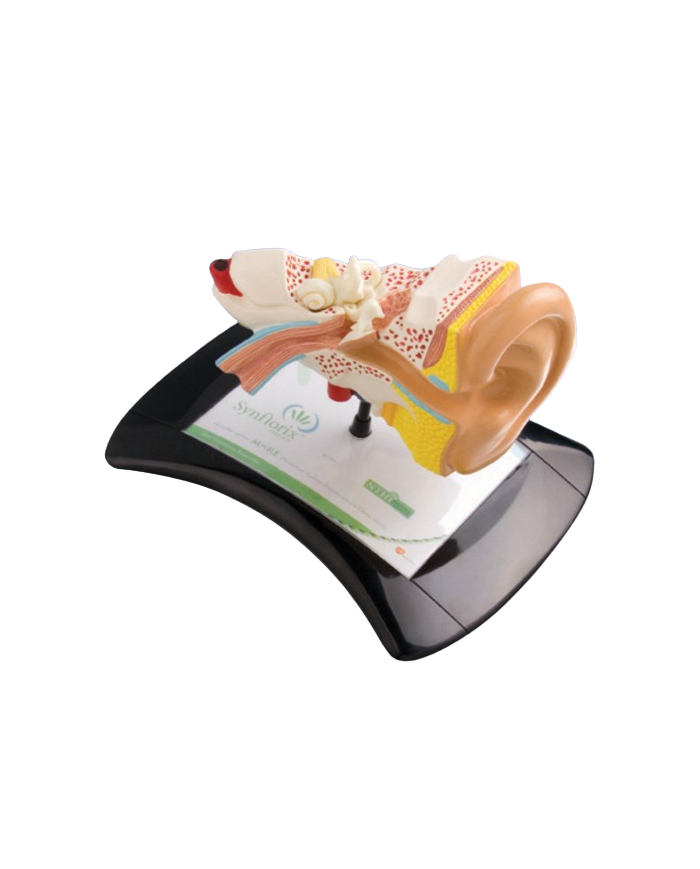 Modello anatomico – art. KM049A