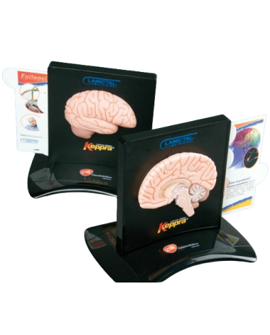 Modello anatomico – art. KM051H