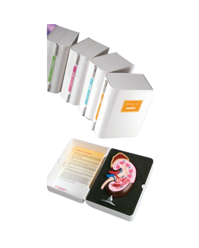 Modello anatomico – art. KM057