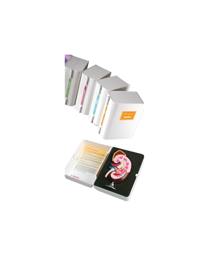 Modello anatomico – art. KM057