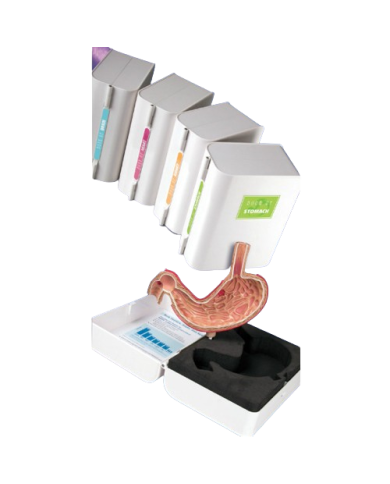 Modello anatomico – art. KM060