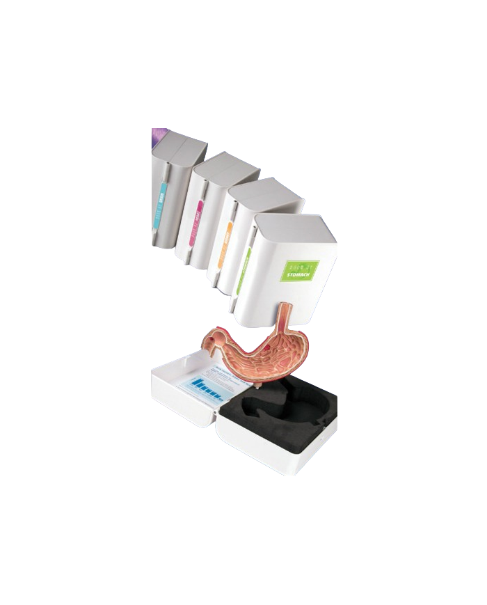 Modello anatomico – art. KM060