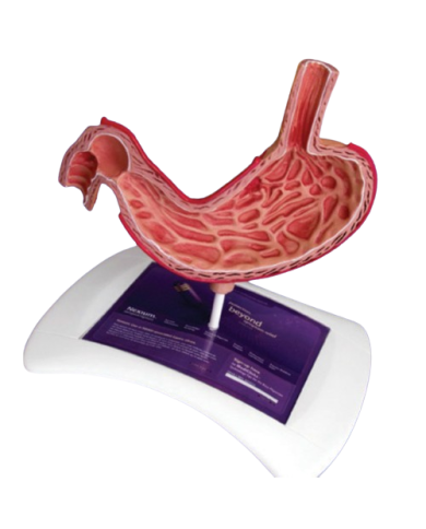 Modello anatomico – art. KM061