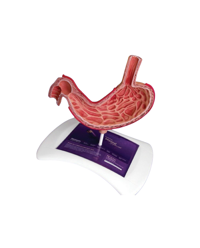 Modello anatomico – art. KM061