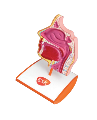 Modello anatomico – art. KM063