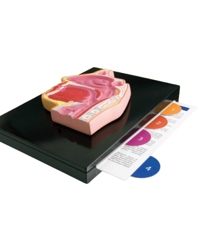 Schedulario di studio – art. KM064