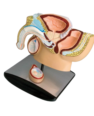 Modello anatomico – art. KM065