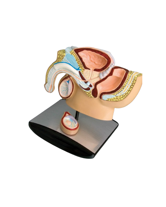 Modello anatomico – art. KM065