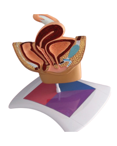 Modello anatomico – art. KM066