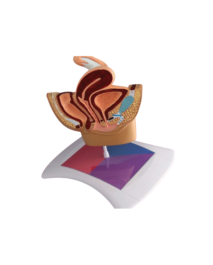 Modello anatomico – art. KM066