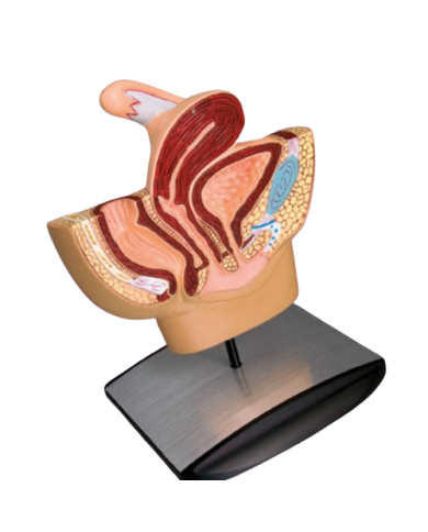 Modello anatomico – art. KM067