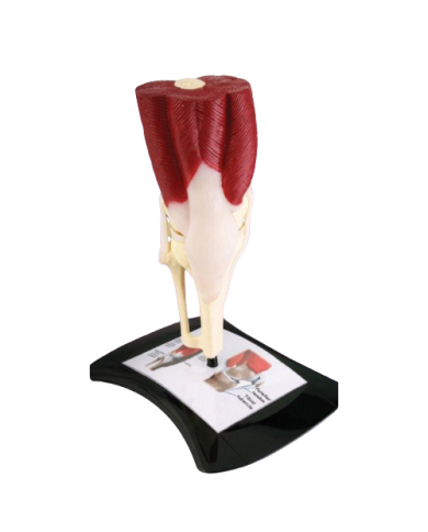 Modello anatomico – art. KM068