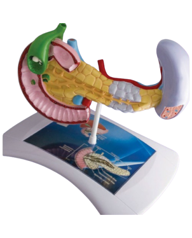 Modello anatomico – art. KM069