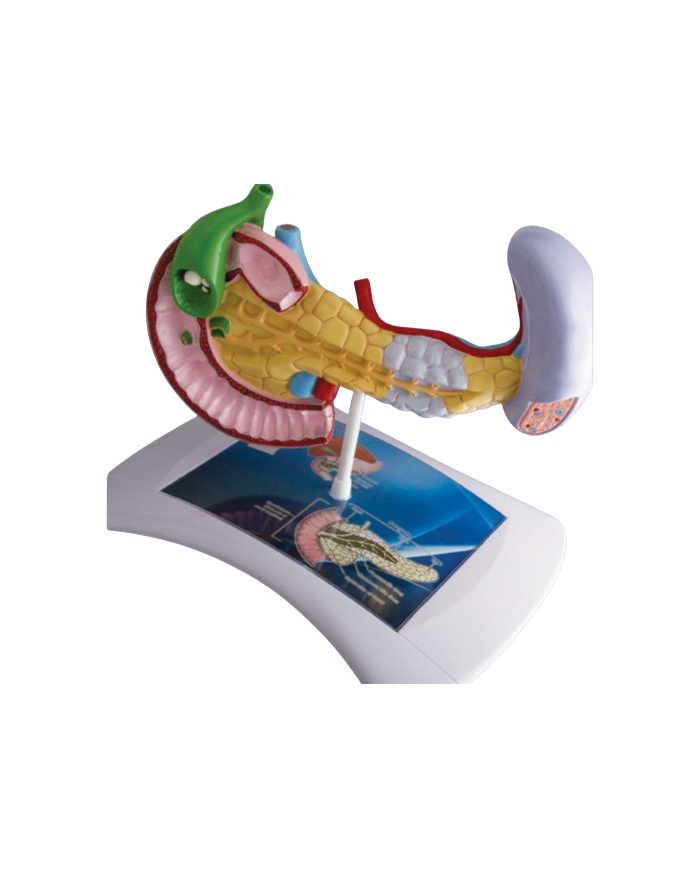 Modello anatomico – art. KM069