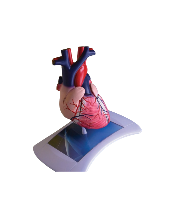 Modello anatomico – art. KM070