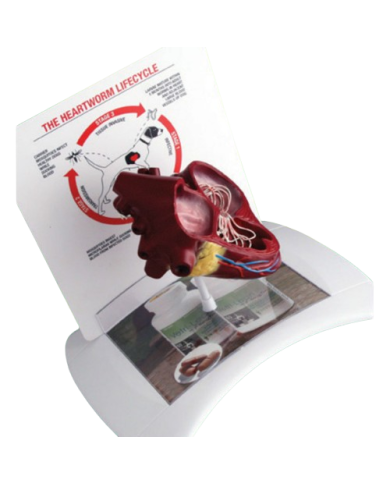 Modello anatomico – art. KM071