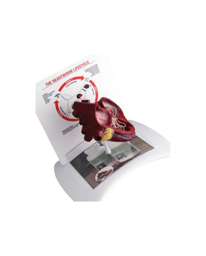 Modello anatomico – art. KM071