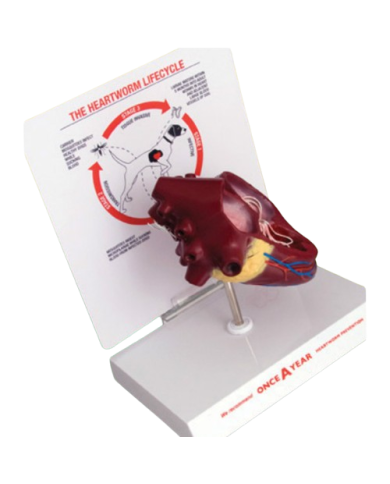 Modello anatomico – art. KM072