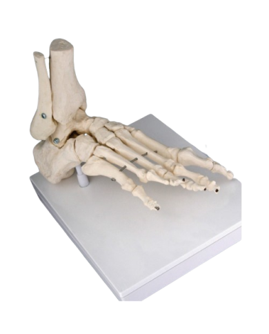 Modello anatomico – art. KM073