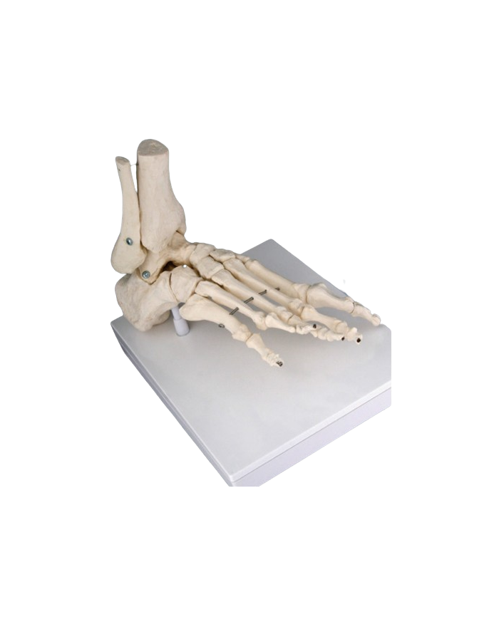 Modello anatomico – art. KM073