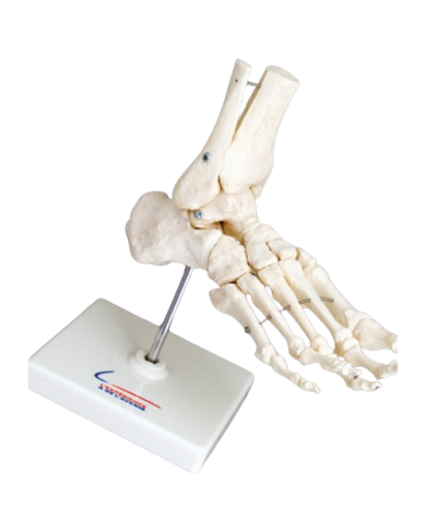 Modello anatomico – art. KM074