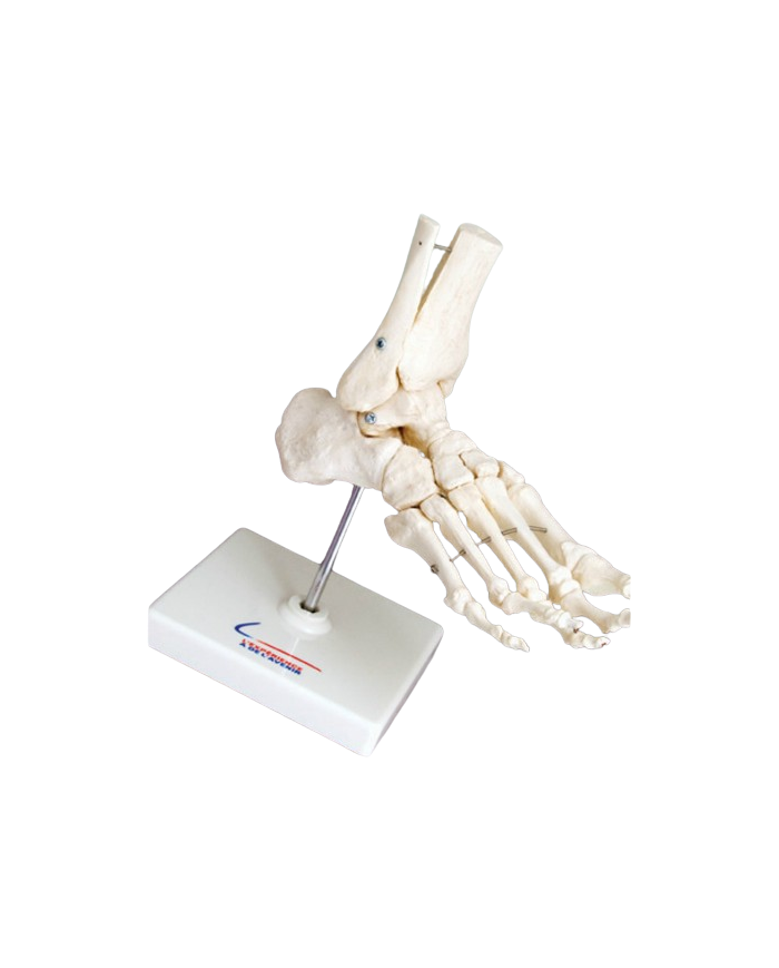 Modello anatomico – art. KM074