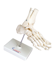 Modello anatomico – art. KM074