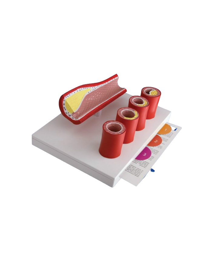 Modello anatomico – art. KM075