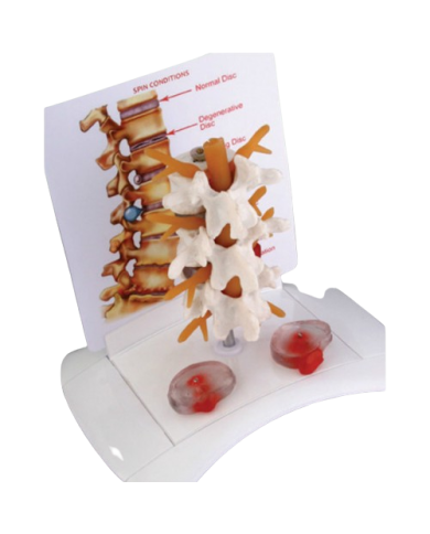 Modello anatomico – art. KM076