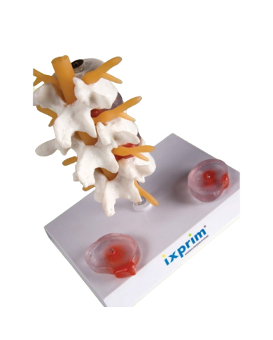 Modello anatomico – art. KM077