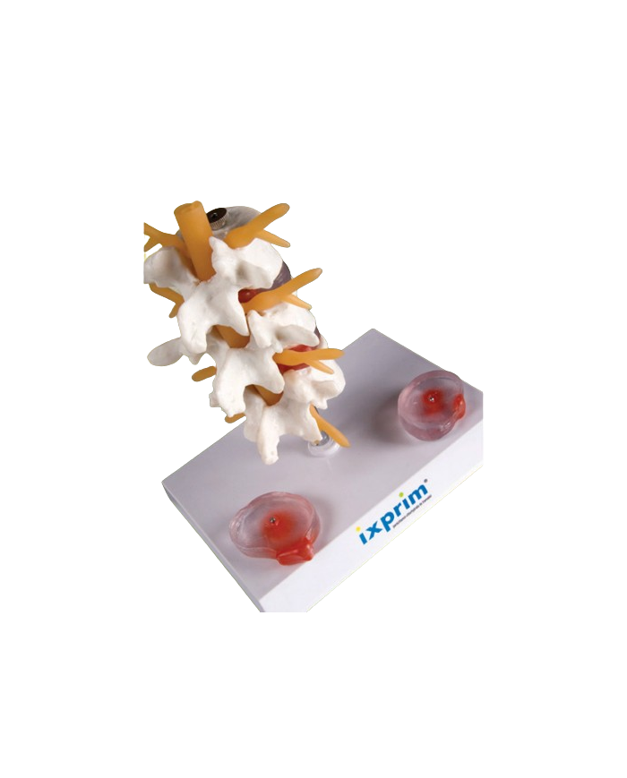 Modello anatomico – art. KM077