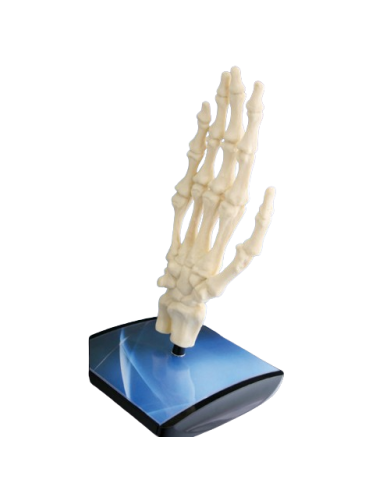 Modello di studio – art. KM078