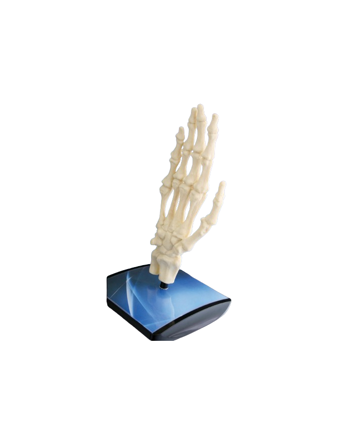 Modello di studio – art. KM078