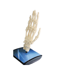 Modello di studio – art. KM078