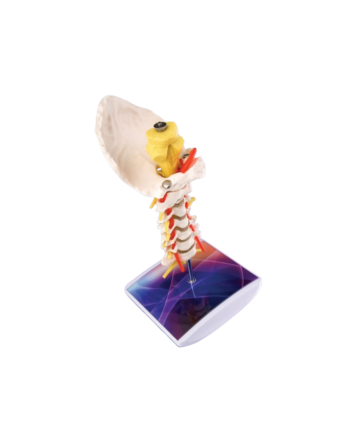 Modello di studio – art. KM079