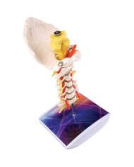 Modello di studio – art. KM079