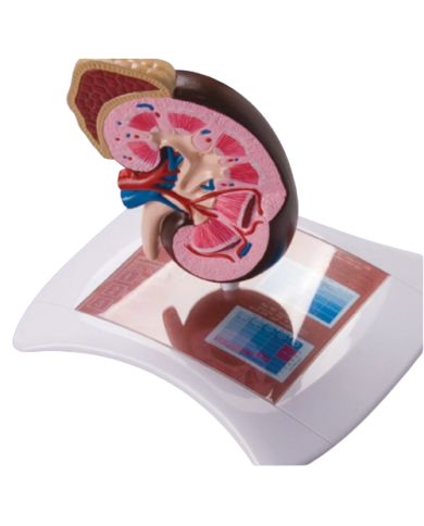 Modello di studio – art. KM080