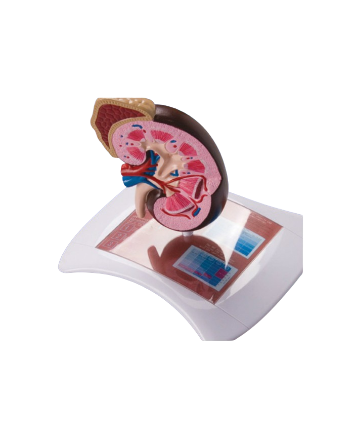 Modello di studio – art. KM080